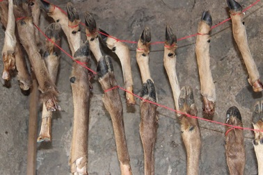 400.000 năm trước người cổ đại đã biết ăn tủy xương động vật