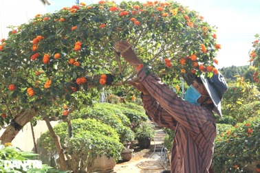 Nông dân "hô biến" hoa dại thành cây cảnh sặc sỡ, hút khách dịp Tết