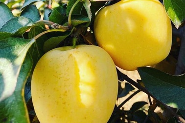 Táo Trung Quốc vàng rực mượn danh hàng Mỹ lừa chị em sành điệu