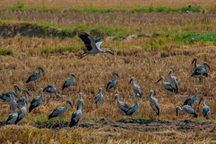 Đàn cò nhạn quý hiếm bất ngờ bay về Gia Lai tìm kiếm thức ăn