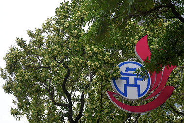 Người dân "ám ảnh" trước mùi hoa sữa đặc trưng của Hà Nội