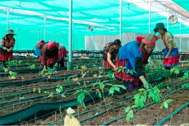 Phụ nữ dân tộc thiểu số phát triển cây dược liệu để thoát nghèo