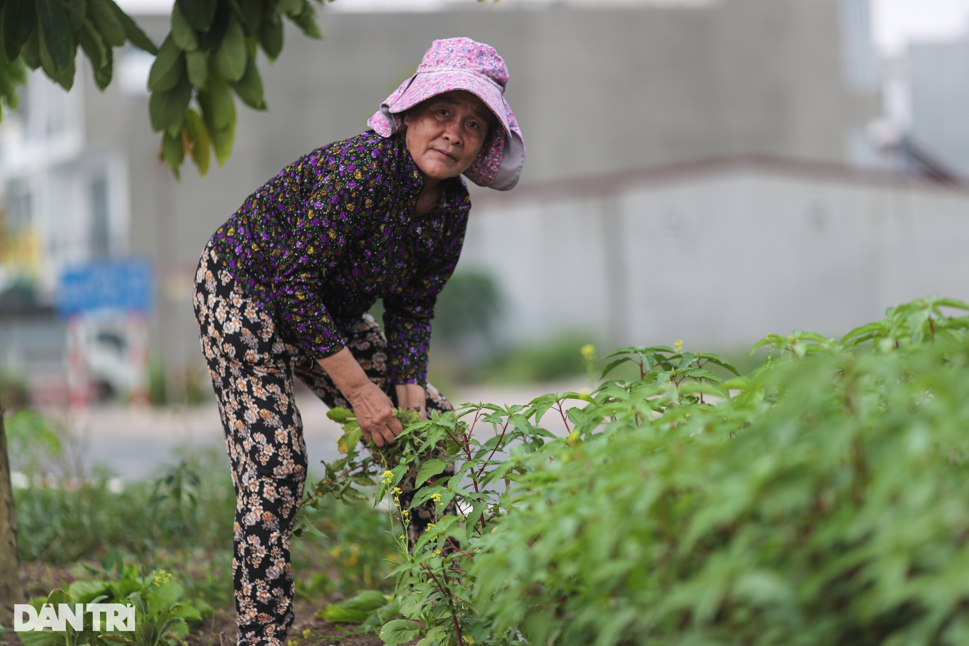 Cuộc di dân để làm sân bay Long Thành: An cư nhưng chưa lạc nghiệp - 2 Cuộc di dân để làm sân bay Long Thành: An cư nhưng chưa lạc nghiệp - 2