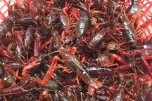 Ban chỉ đạo 389 Quốc gia yêu cầu “dẹp nạn” nhập lậu tôm hùm đất