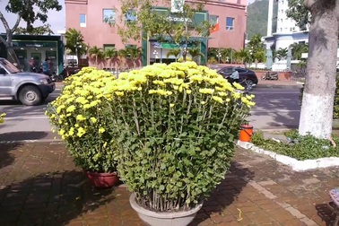 Chợ hoa 30 Tết vắng khách, tiểu lương “đếm ngược” lo hoa ế