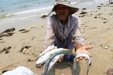 Hôm nay là chết cá, chết tôm, mai này còn kinh tế biển nữa không!?