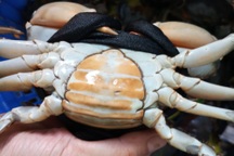 Giá cua đặc sản Cà Mau đạt mức kỷ lục dịp sát Tết