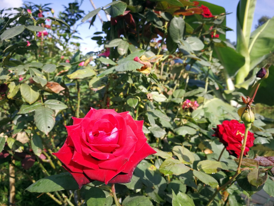 Chủ trại hồng tiếc nuối vì dịch corona ngăn khách đến ngắm mùa hoa đẹp nhất - 11 Chủ trại hồng tiếc nuối vì dịch corona ngăn khách đến ngắm mùa hoa đẹp nhất - 11