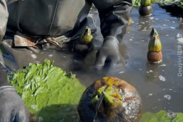 Cư dân mạng bàn tán về loại quả hái lên từ bùn đen, có hạt như hạt lựu