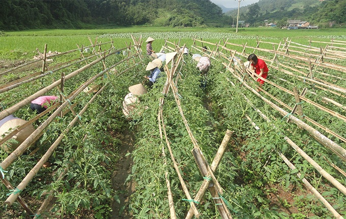 Bắc Kạn : Nâng cao chất lượng đào tạo nghề cho lao động nông thôn - Ảnh 1.