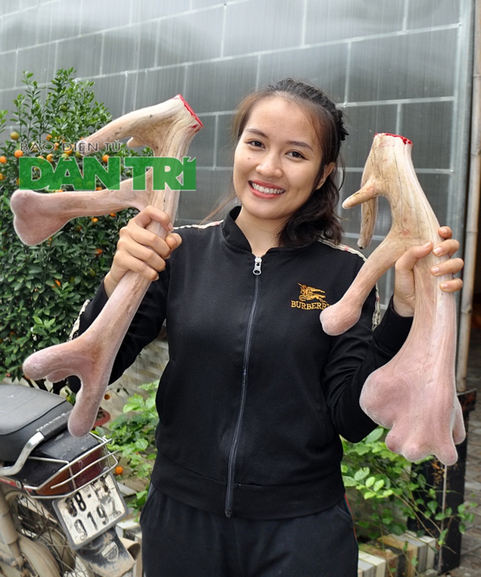 Cận cảnh cặp nhung “siêu khủng” vừa được xác lập tại Hà Tĩnh - 7 Cận cảnh cặp nhung “siêu khủng” vừa được xác lập tại Hà Tĩnh - 7