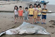 Xác cá heo dài 3m dạt vào bờ biển Thanh Hóa