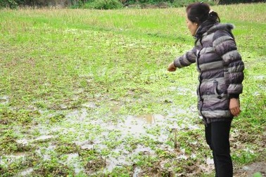 Cảnh sát nổ súng phá sới gà, một người thiệt mạng