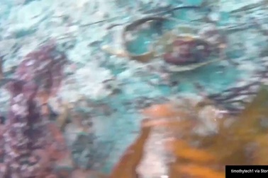 Xem “bậc thầy ngụy trang” dưới đáy đại dương trổ tài