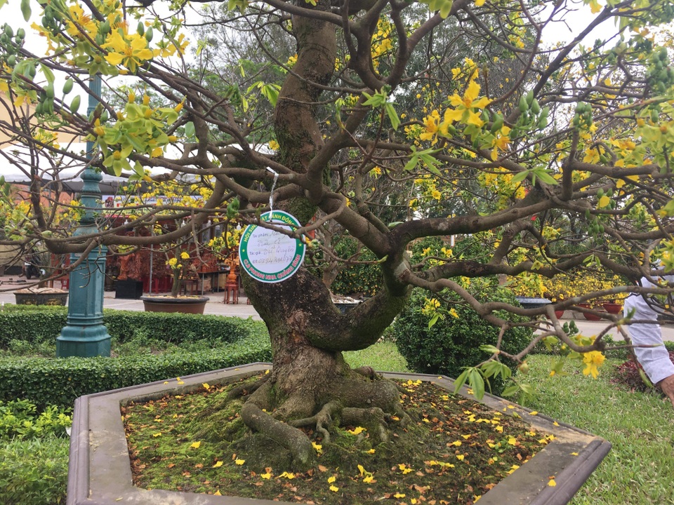 Ngắm cây hoàng mai 113 năm tuổi, giá tiền tỷ tại Quảng Bình - 4 Ngắm cây hoàng mai 113 năm tuổi, giá tiền tỷ tại Quảng Bình - 4