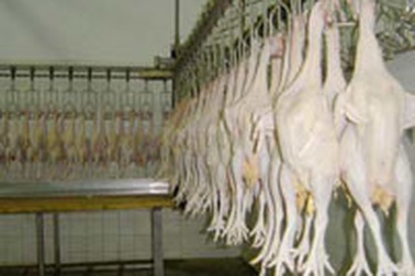 TPHCM: Ra quân kiểm tra tình hình kinh doanh gia cầm 