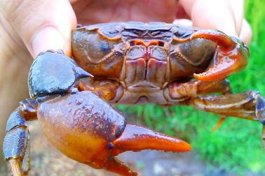 Cua đá – đặc sản khó cưỡng của đảo Cù Lao