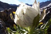 Hàng độc: Chè sen tuyết Tây Tạng, trà hoa hồng 9 năm nở 1 lần