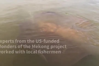 Bắt được cá đuối nước ngọt khổng lồ dài 4m, nặng 180kg trên sông Mekong