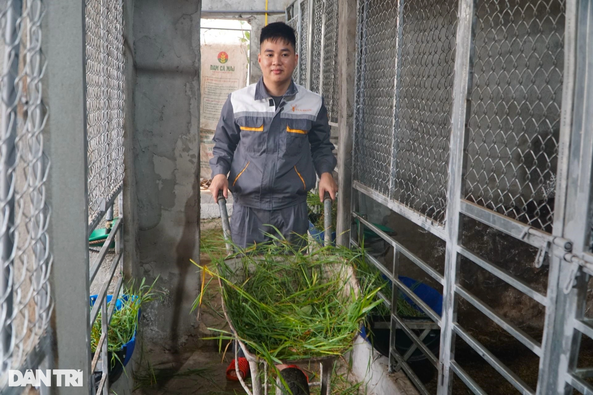 Chàng trai trẻ kiếm trăm triệu đồng mỗi tháng bỏ về quê, mơ làm vua hươu - 1 Chàng trai trẻ kiếm trăm triệu đồng mỗi tháng bỏ về quê, mơ làm vua hươu - 1