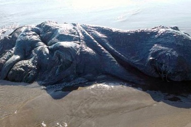 Quái vật bí ẩn dài 4m trôi dạt lên bờ