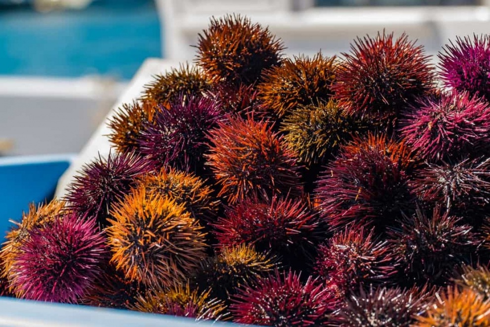 Những loài động vật sống thọ nhất trên thế giới - 5