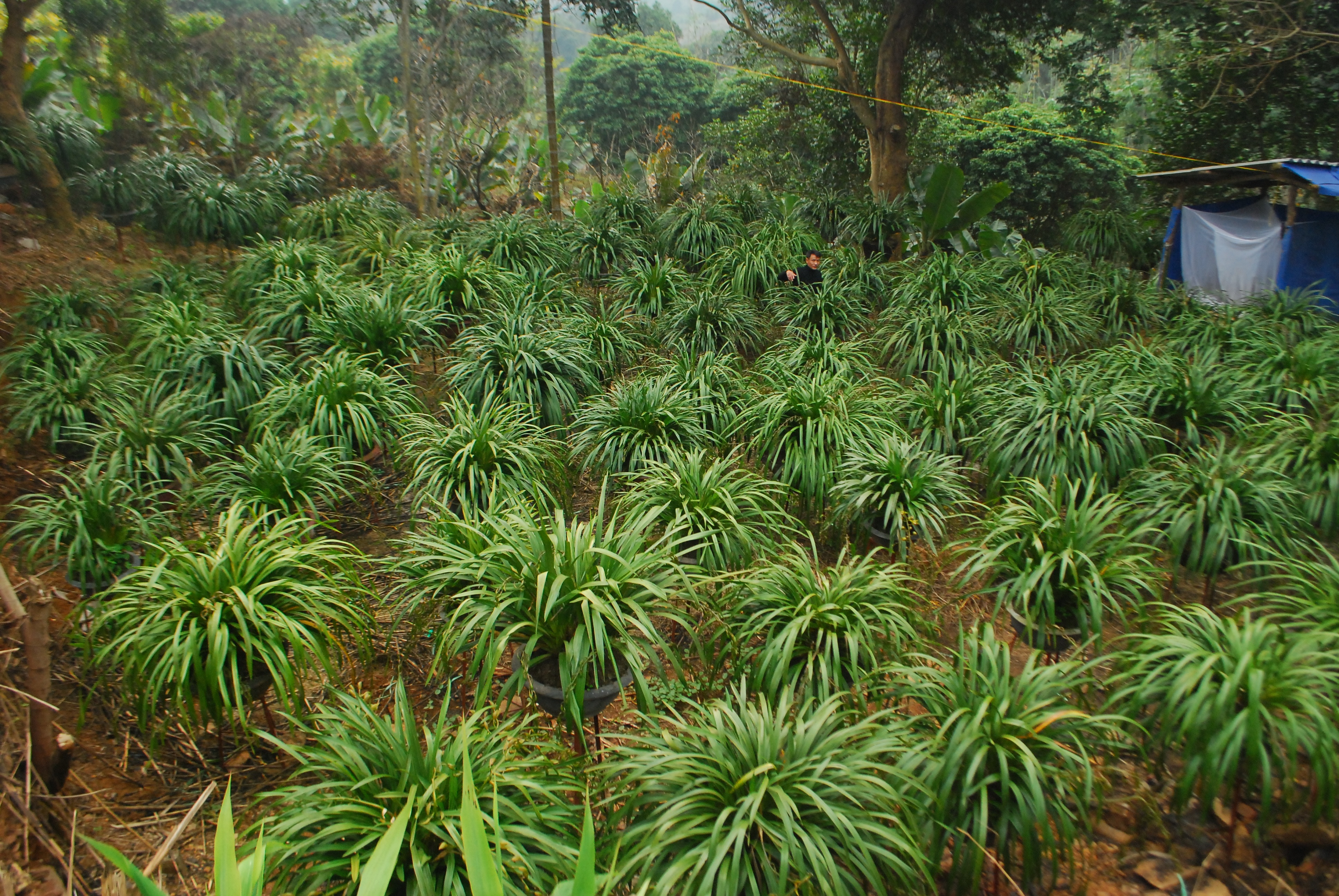 80 triệu đồng 1 chậu hoa địa lan Trần Mộng Sa Pa chơi Tết   - 1