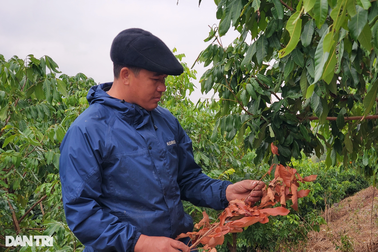 Cả bản giật mình khi người đàn ông "khùng" phá lời nguyền, bắt đá nở hoa