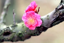 Nghỉ tết âm lịch 2017: Tranh luận gay gắt việc nghỉ 7 hay 10 ngày