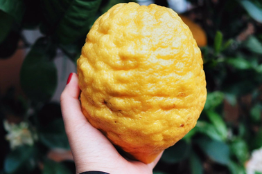 Khu vườn có tầm nhìn "triệu đô" tạo ra những quả chanh khổng lồ nặng 3kg