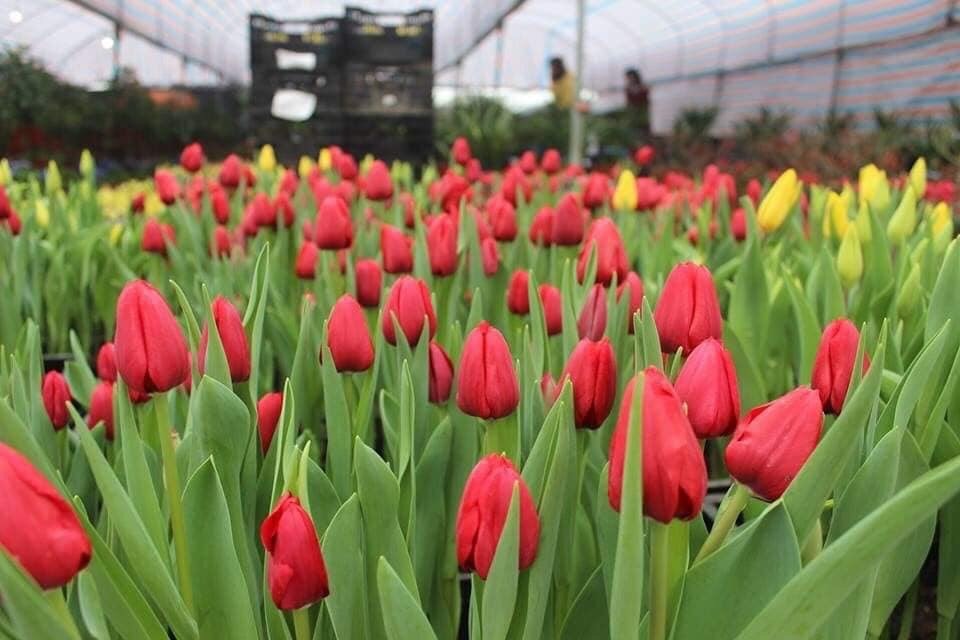 Trồng hoa tulip bán dịp Tết mang lại lợi nhuận kinh tế cao - 1 Trồng hoa tulip bán dịp Tết mang lại lợi nhuận kinh tế cao - 1