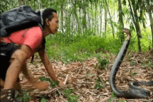 Người đàn ông đùa giỡn, dùng tay không bắt rắn hổ mang chúa gây tranh cãi