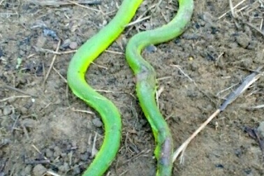 Rắn lục đuôi đỏ bò vào nhà tấn công người dân