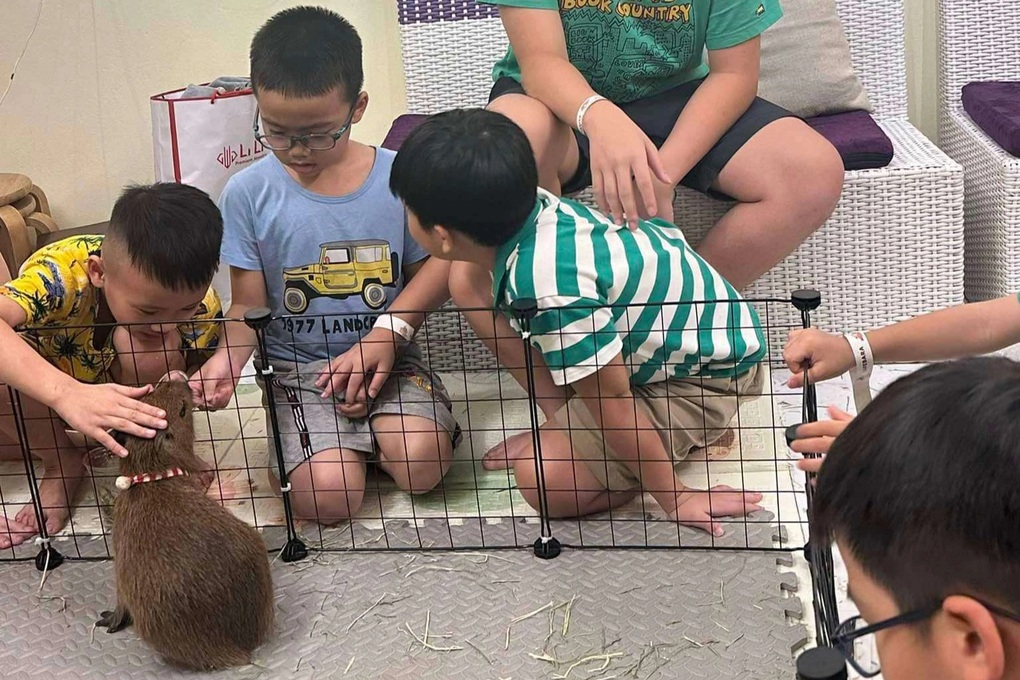 Chuột lang nước capybara gây sốt, người Hà Nội chờ nửa ngày để được vuốt ve - 3 Chuột lang nước capybara gây sốt, người Hà Nội chờ nửa ngày để được vuốt ve - 3