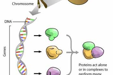 Gen Việt được chọn giải mã trong bản đồ gen các chủng tộc