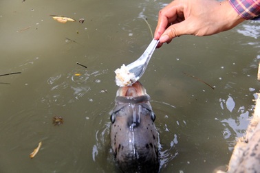 Quá độc, lạ Cần Thơ: Đút từng thìa cơm cho cá ăn như đút cho em bé