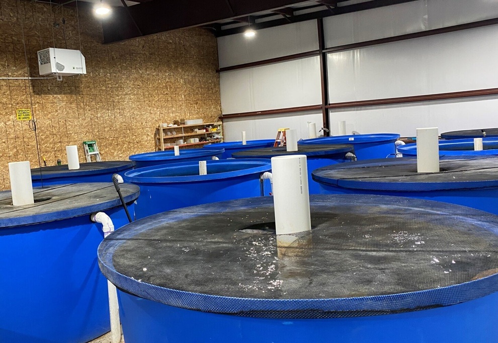 Dùng phương pháp lạ, trang trại thu hoạch 27 tấn cá/năm - 6