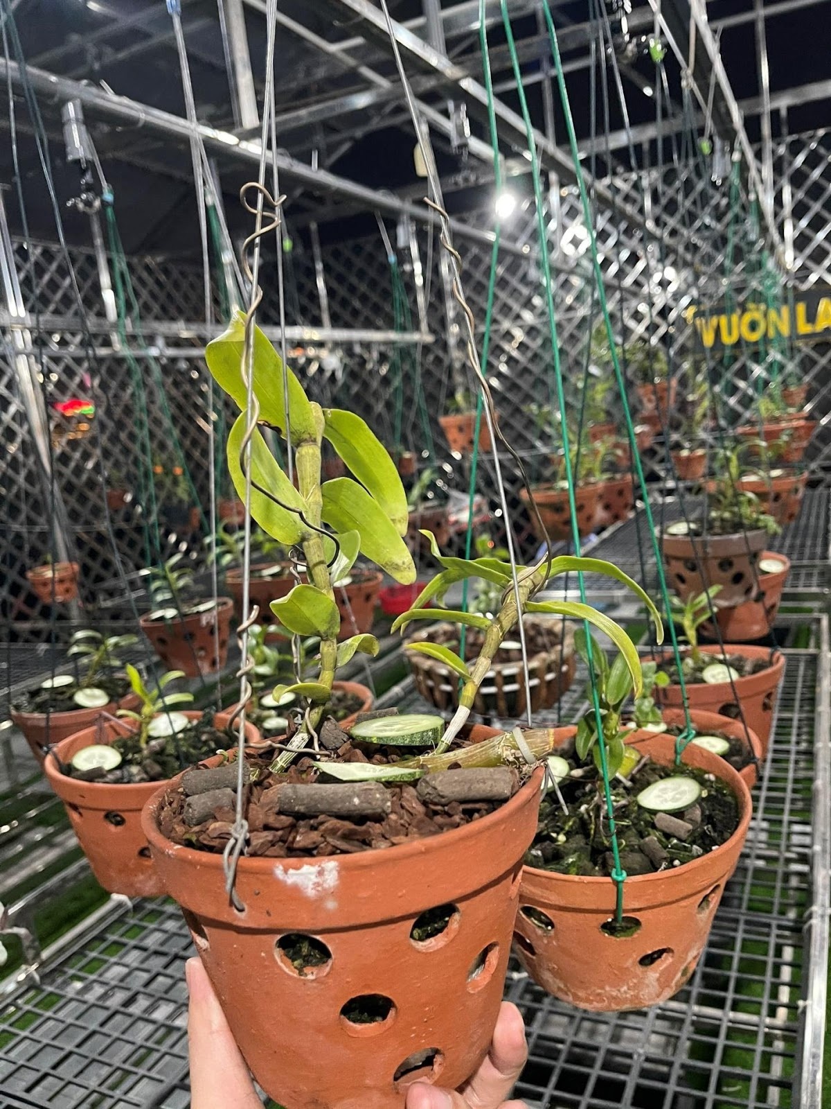Nghệ nhân Đỗ Ngọc Hà hướng dẫn ươm mầm lan phi điệp đúng cách cho người mới bắt đầu trồng - 1
