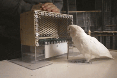 Choáng váng trước khả năng chơi golf thuần thục của vẹt