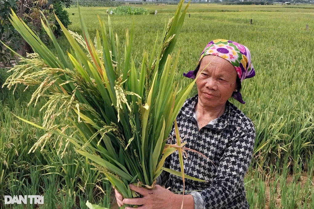 Hơn 2.700ha lúa lép hạt, nông dân lo không có gạo ăn - 2
