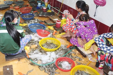 Bắt quả tang gần 20 người đang bơm chích tạp chất vào tôm