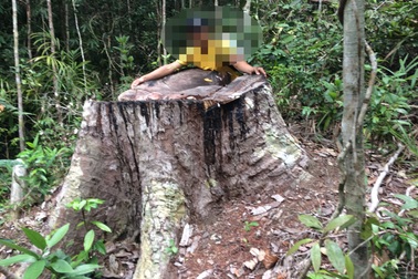 Cận cảnh cánh rừng cổ thụ bị "xẻ thịt" tan hoang tại Gia Lai!