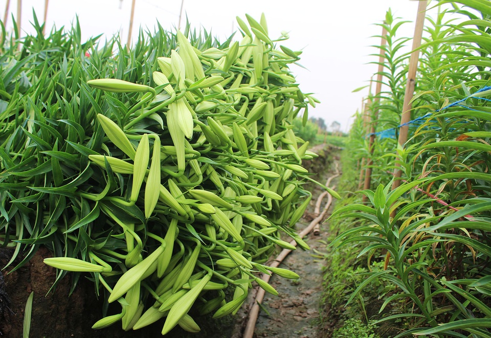 Hoa loa kèn trượt giá vì dịch Covid-19, dân Tây Tựu khóc ròng - 1 Hoa loa kèn trượt giá vì dịch Covid-19, dân Tây Tựu khóc ròng - 1