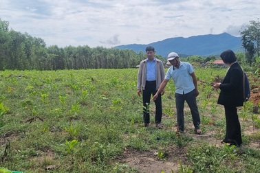 Lãnh đạo xã chưa biết cao tốc đi qua đâu, dân đã trồng cây chờ bồi thường