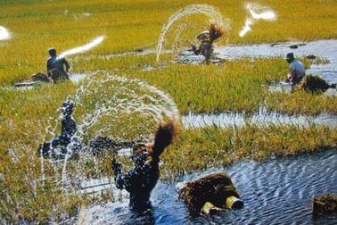 Hạt lúa Việt Nam xưa và nay