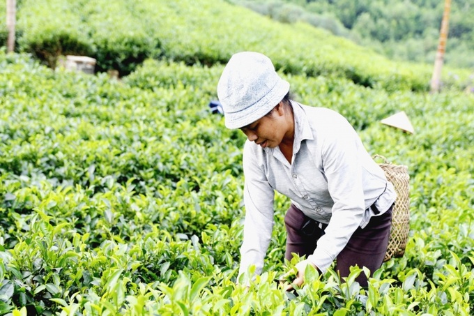 Người dân Định Hóa, Thái Nguyên ngày càng có cuộc no đủ.