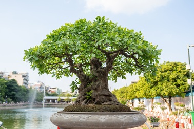 Chiêm ngưỡng cây lộc vừng 5 thân ngũ phúc khiến đại gia "phát sốt"