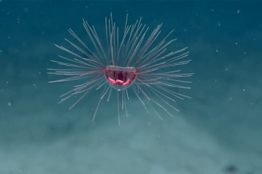 Những thước phim cực hiếm về loài sứa “ma mị” được đặt tên theo quỷ rắn Medusa