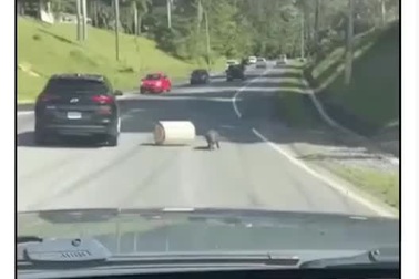 Chú lợn rừng dọn dẹp chướng ngại trên đường