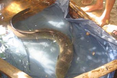 Bắt được con chạch sú nặng 10kg 